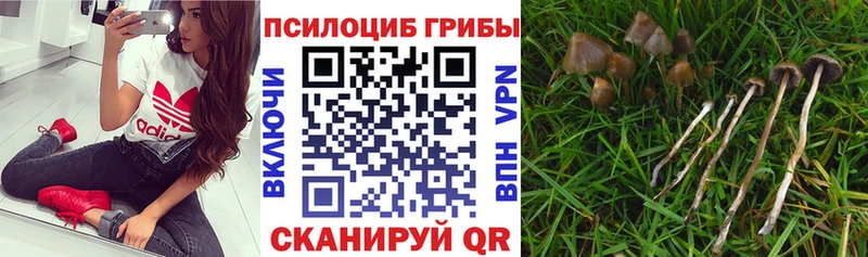 Галлюциногенные грибы Magic Shrooms  Купить  Железногорск-Илимский 